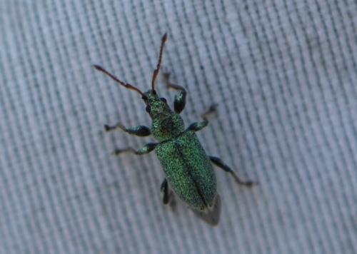 Réf. 308 555 : Phyllobius sp.